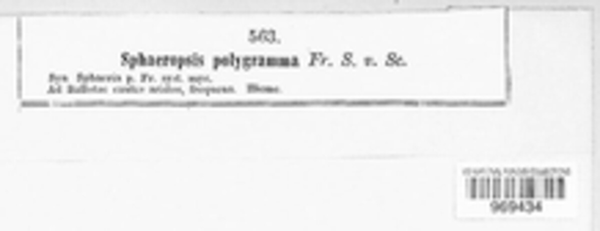 Mycosphaerella polygramma image